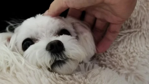 A woman's hand strokes a small white Maltese dog. Stock Footage 269671780