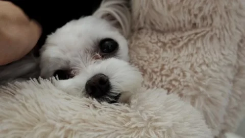 A woman's hand strokes a small white Maltese dog. Stock Footage 270395061