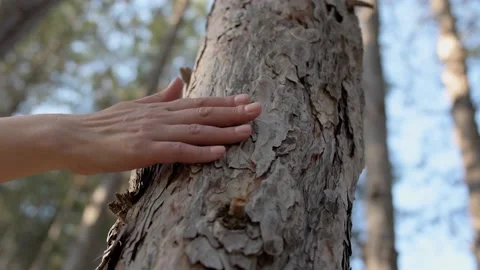 A Woman's Hand Strokes a Tree Stock Footage 133895882