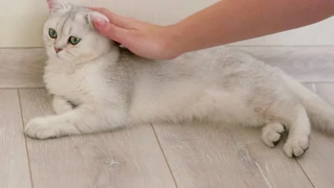 A woman's hand strokes a white and gray British cat lies on a light floor near Stock Footage 148812019