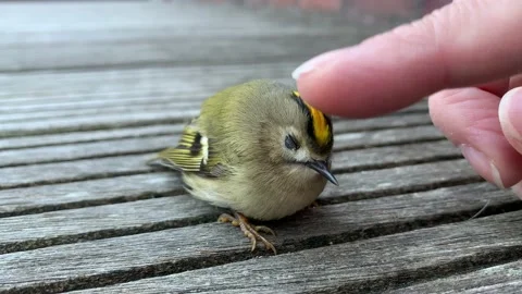 Womans hand stroking bird sitting on ground after crashing into a window. Stock Footage 165488347