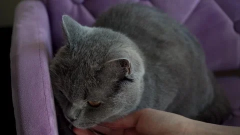 A woman's hand stroking a British cat Stock Footage 240339846