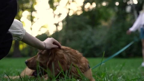 Woman's hand stroking cute brown English cocker spaniel puppy in park Stock Footage 251598652