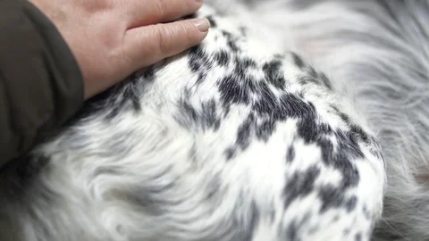 Woman's hand stroking the dog for wool Stock Footage 105570784