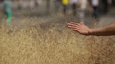Woman's hand stroking the ears. Slow motion Stock Footage 46174732