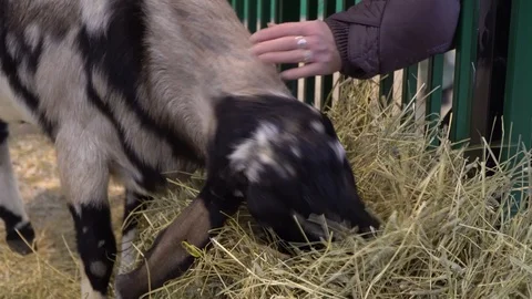 A woman's hand. stroking a goat Stock Footage 124232099