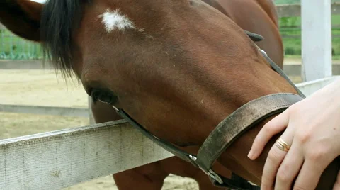Woman's hand stroking the horse Stock Footage 63492793