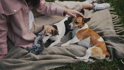 The Woman's Hand Is Stroking Jack Russels, Showing Love to the Dogs Sitting on Stock Footage 235661772