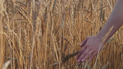 A woman's hand stroking the ripe ears of wheat. Vídeos de archivo 137069056