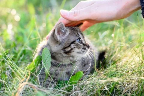 A woman's hand stroking a small kitten sitting in the grass Foto stock