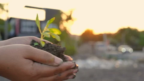 The woman's hand is submitting a small tree for planting Stock Footage 120877728