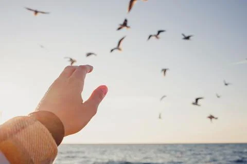 Woman's hand in sunlight close-up trying to reach out seagulls Stock Photos