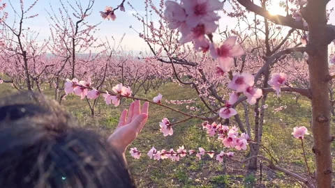 Woman’s hand in the sunlight touching pink peach trees branches Stock Footage 150149240
