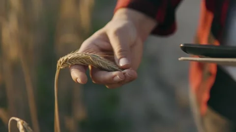 Woman's hand at sunset touching an ear of wheat and entering data into a tablet Stock Footage 248251496