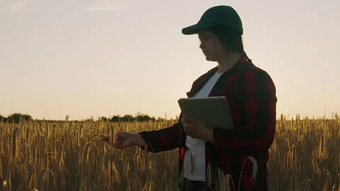 Woman's hand at sunset touching an ear of wheat and entering data into a tablet Stock Footage 255979455
