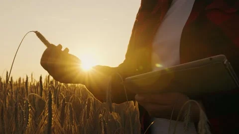 Woman's hand at sunset touching an ear of wheat and entering data into a tablet Stock Footage 255979482