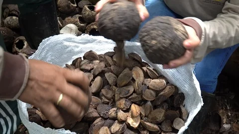 Woman's hand taking brazil nuts from coconut in the Amazon rainforest. Stock Footage 128778618