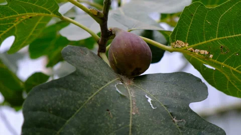 Womans hand taking a fig fruit from a tree Stock Footage 94940718