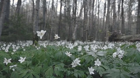 Woman's hand tears flower in spring forest Stock Footage 80002826