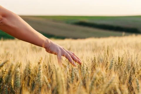 Woman's hand through the wheat in sunset Stock Photos