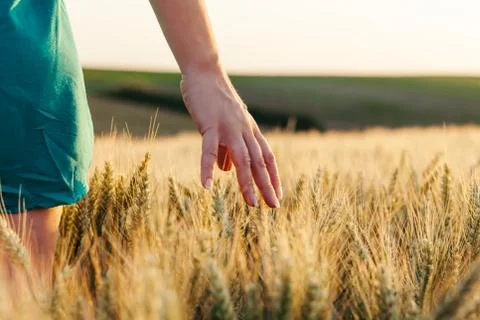 Woman's hand through the wheat in sunset Stock Photos