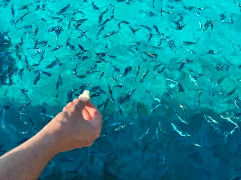 Woman's hand throwing bread to fish Stock Photos