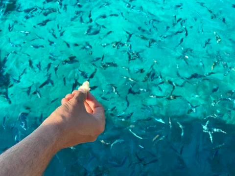 Woman's hand throwing bread to fish Stock Photos