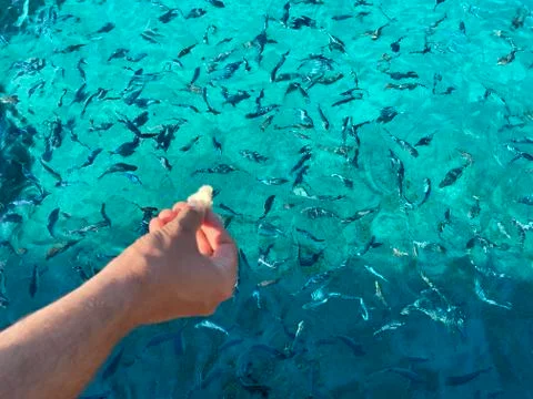 Woman's hand throwing bread to fish 스톡 사진