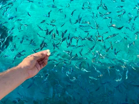 Woman's hand throwing bread to fish Stock-Fotos