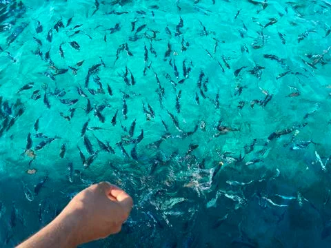 Woman's hand throwing bread to fish Stock Photos