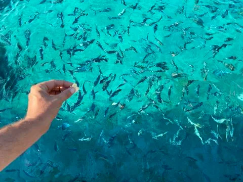 Woman's hand throwing bread to fish Foto stock