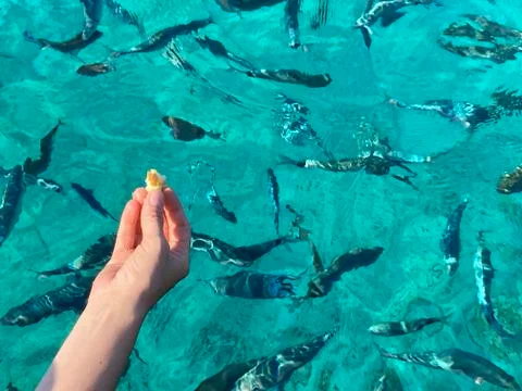 Woman's hand throwing bread to fish Stock Photos