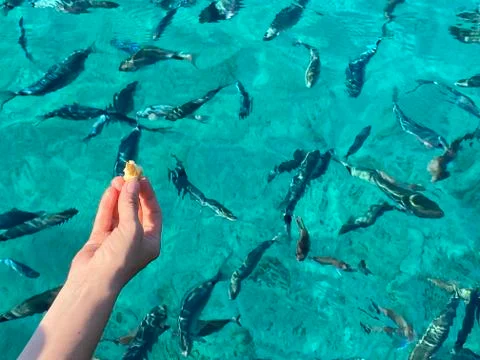 Woman's hand throwing bread to fish Stock Photos