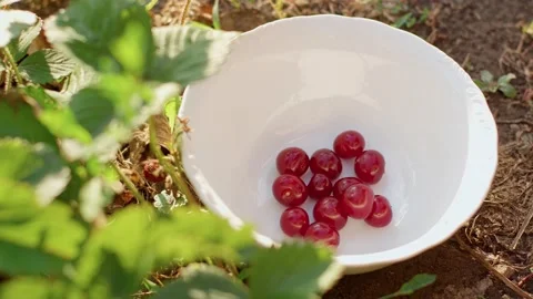 Woman's hand throws fresh and ripe delicious red cherries into a beautiful white Vidéo 233024941