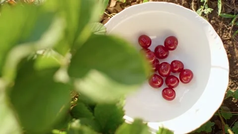 Woman's hand throws fresh and ripe delicious red cherries into a beautiful white Vidéo 233025065