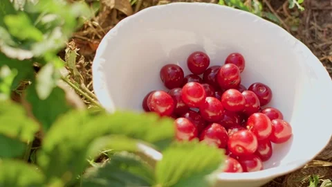 Woman's hand throws fresh and ripe delicious red cherries into a beautiful white Vidéo 233025066