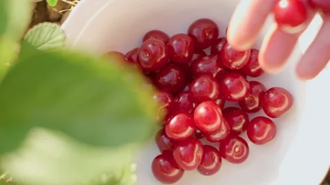 Woman's hand throws fresh and ripe delicious red cherries into a beautiful white Vidéo 233025499
