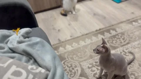 A woman's hand throws a ribbon on the sofa, and the cat jumps after it Vídeos de archivo 328032985