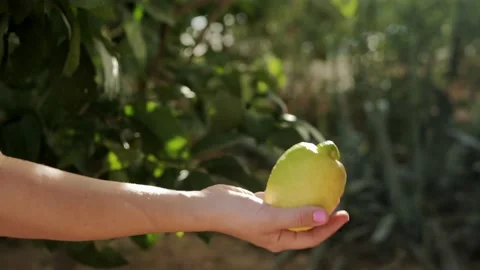 Woman's hand throws up a ripe lemon in the rays of the setting sun Video stock 219829533