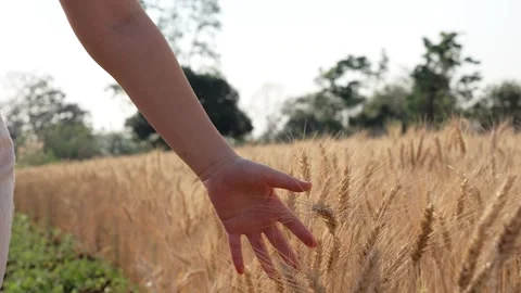 Woman's hand touch barley wheat against sun light. Slow motion 4K Stock Footage 171399137