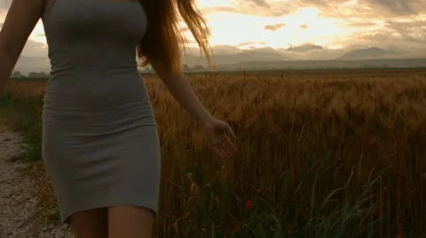 Woman's hand touch wheat ears at sunset,summer concept freedom wealth Stock Footage 64704305