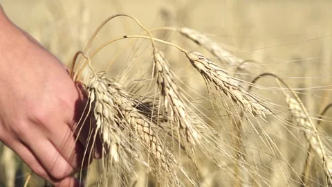 Womans hand touch wheat ears at sunset Video stock 137772791