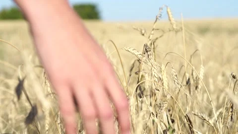 Womans hand touch wheat ears at sunset Video stock 137772834