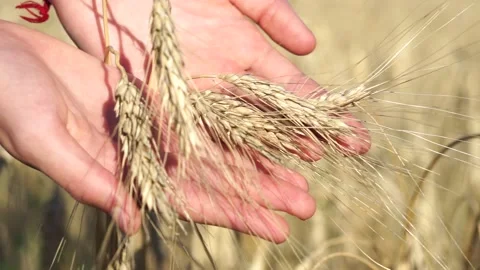 Womans hand touch wheat ears at sunset Video stock 137772899