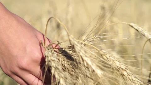 Womans hand touch wheat ears at sunset Video stock 137772944