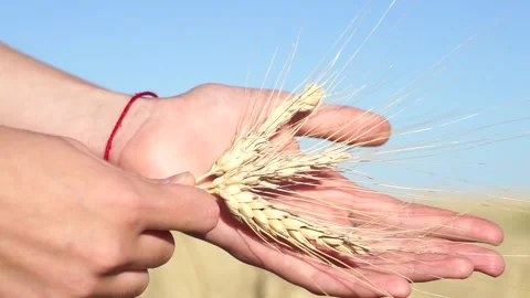 Womans hand touch wheat ears at sunset Video stock 137772989