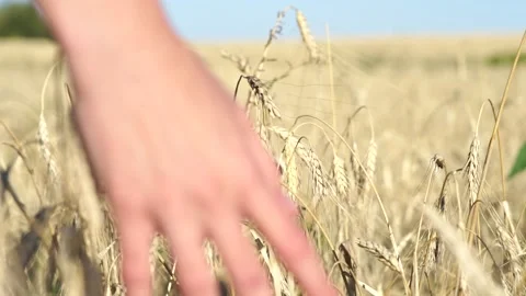 Womans hand touch wheat ears at sunset Video stock 137773038
