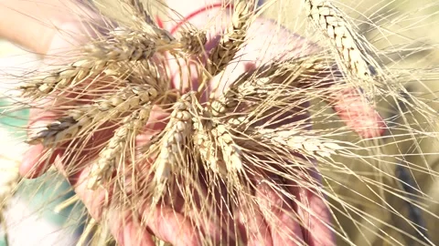 Womans hand touch wheat ears at sunset Video stock 137773095