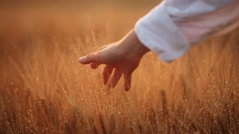 Woman's hand touch wheat ears at sunset or sunrise. Rural and natural scenery Stock Footage 199994100