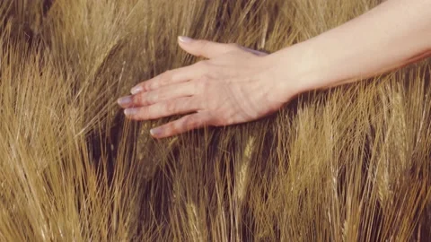 Woman's hand touch wheating ears Stock Footage 147139128